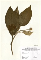 藏品(山煙草)的圖片